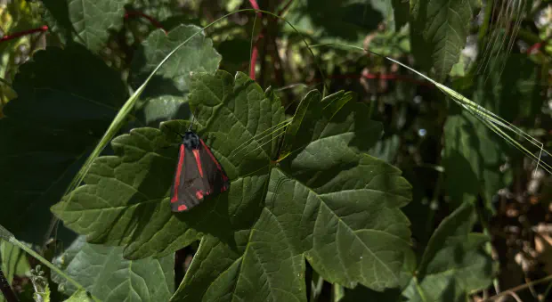 Cinnabar Moth Featured image Cinnabar Moth
