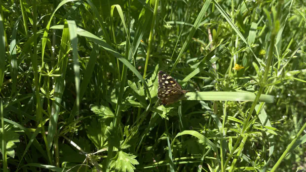 Speckled Wood Featured image Speckled Wood